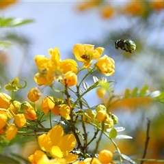 Xylocopa (Lestis) aerata (Metallic Green Carpenter Bee, Golden-Green Carpenter Bee) at Acton, ACT - 7 Nov 2025 by TimL