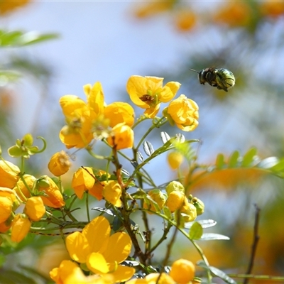 Xylocopa (Lestis) aerata (Metallic Green Carpenter Bee, Golden-Green Carpenter Bee) at Acton, ACT - 7 Nov 2025 by TimL