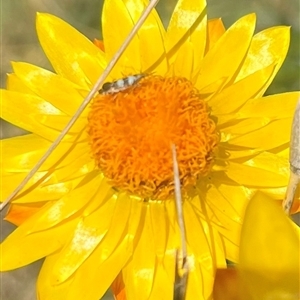 Glyphipterix meteora at Strathnairn, ACT - Today by Eland