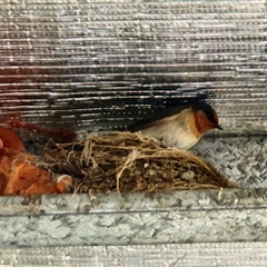 Hirundo neoxena (Welcome Swallow) by Purschy