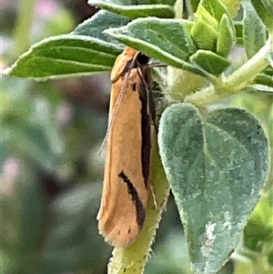 Unverified Concealer moth (Oecophoridae) at Higgins, ACT - Today by Jennybach