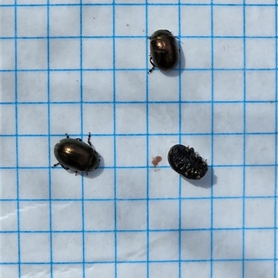 Chrysolina quadrigemina (Greater St Johns Wort beetle) at O'Malley, ACT - Yesterday by Mike