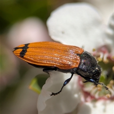 Castiarina balteata (A jewel beetle) at Denman Prospect, ACT - 7 Nov 2025 by Miranda