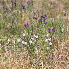 Echium plantagineum (Paterson's Curse) at Holt, ACT - 5 Nov 2025 by TimL