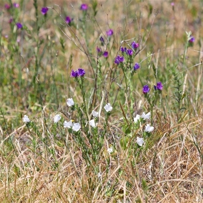 Echium plantagineum (Paterson's Curse) at Holt, ACT - 5 Nov 2025 by TimL