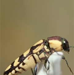 Castiarina decemmaculata (Ten-spot Jewel Beetle) at Denman Prospect, ACT - 7 Nov 2025 by Miranda