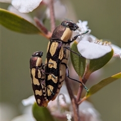 Castiarina decemmaculata (Ten-spot Jewel Beetle) at Denman Prospect, ACT - 7 Nov 2025 by Miranda
