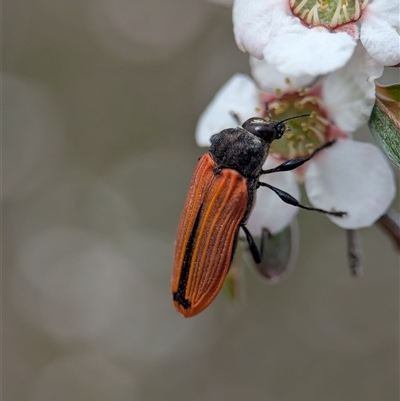 Castiarina erythroptera (Lycid Mimic Jewel Beetle) at Denman Prospect, ACT - 7 Nov 2025 by Miranda