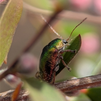 Edusella sp. (genus) (A leaf beetle) at Denman Prospect, ACT - 7 Nov 2025 by Miranda