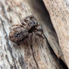 Unverified Jumping or peacock spider (Salticidae) at Denman Prospect, ACT - 7 Nov 2025 by Miranda