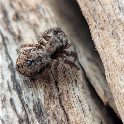 Unverified Jumping or peacock spider (Salticidae) at Denman Prospect, ACT - 7 Nov 2025 by Miranda
