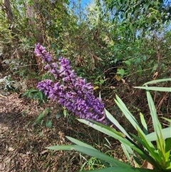 Unverified Plant at Killabakh, NSW - 7 Nov 2025 by Purschy