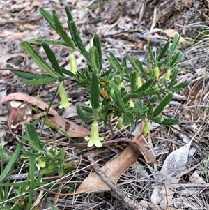 Correa sp. at Hackett, ACT - Yesterday by waltraud