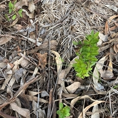 Ligustrum sinense (Narrow-leaf Privet, Chinese Privet) at Hackett, ACT - Yesterday by waltraud