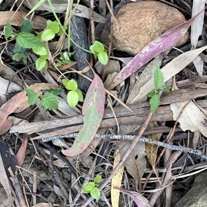 Celtis australis at Hackett, ACT - Yesterday by waltraud