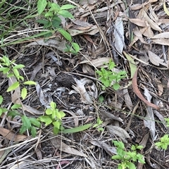 Ligustrum sp. (A Privet) at Hackett, ACT - 6 Nov 2025 by waltraud