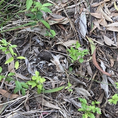 Ligustrum sp. (A Privet) at Hackett, ACT - 6 Nov 2025 by waltraud