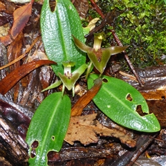 Unverified Orchid at South Hobart, TAS - 7 Nov 2025 by VanessaC
