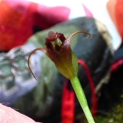 Pterostylis pedunculata (Maroonhood) at Wellington Park, TAS - 7 Nov 2025 by VanessaC
