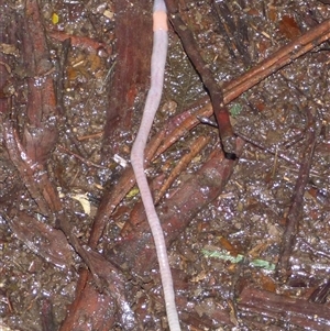 Unverified Earthworm (Oligochaeta) at Wellington Park, TAS - Today by VanessaC