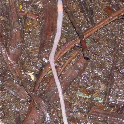 Unverified Earthworm (Oligochaeta) at Wellington Park, TAS - 7 Nov 2025 by VanessaC