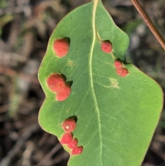 Unverified Eucalyptus Gall at O'Malley, ACT - 7 Nov 2025 by Mike