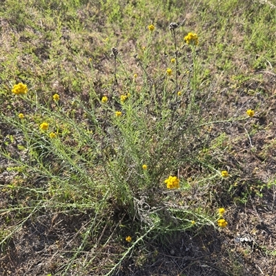 Chrysocephalum semipapposum (Clustered Everlasting) at O'Malley, ACT - Today by Mike