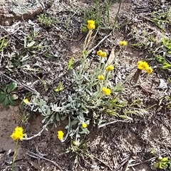 Chrysocephalum apiculatum (Common Everlasting) at Isaacs, ACT - Today by Mike