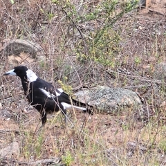 Gymnorhina tibicen (Australian Magpie) at Isaacs, ACT - Today by Mike