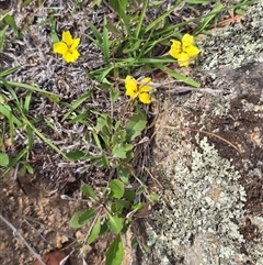 Goodenia hederacea subsp. hederacea (Ivy Goodenia, Forest Goodenia) at Isaacs, ACT - Today by Mike