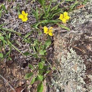 Goodenia hederacea subsp. hederacea at Isaacs, ACT - Today by Mike