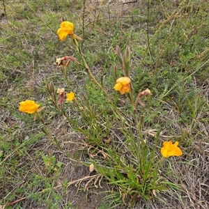 Oenothera stricta subsp. stricta at O'Malley, ACT - Today by Mike