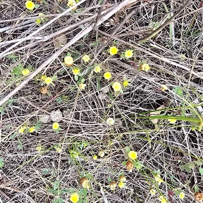 Trifolium campestre (Hop Clover) at O'Malley, ACT - Yesterday by Mike