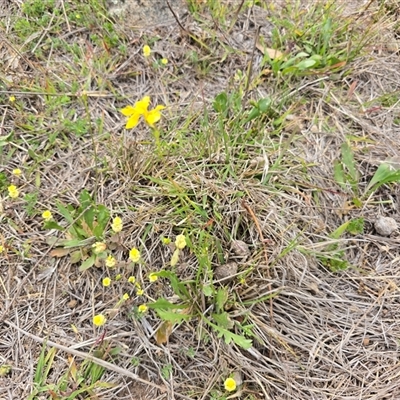 Goodenia pinnatifida (Scrambled Eggs) at O'Malley, ACT - Today by Mike