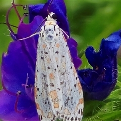 Utetheisa pulchelloides (Heliotrope Moth) at O'Malley, ACT - Today by Mike