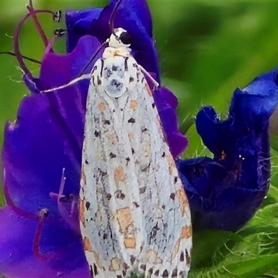 Utetheisa pulchelloides (Heliotrope Moth) at O'Malley, ACT - Today by Mike
