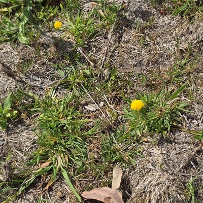 Craspedia variabilis (Common Billy Buttons) at O'Malley, ACT - 7 Nov 2025 by Mike