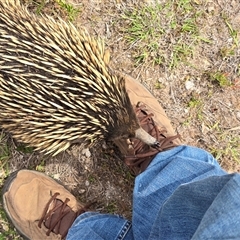 Tachyglossus aculeatus (Short-beaked Echidna) at O'Malley, ACT - Today by Mike