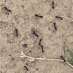 Iridomyrmex purpureus (Meat Ant) at O'Malley, ACT - Today by Mike