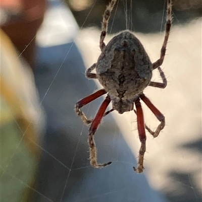 Unverified Orb-weaving spider (several families) at Theodore, ACT - 6 Nov 2025 by Cardy