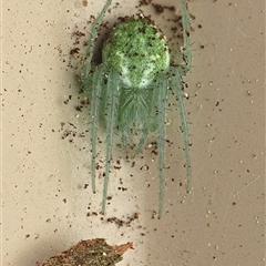 Araneus circulissparsus (species group) at Monash, ACT - 7 Nov 2025 by debhart