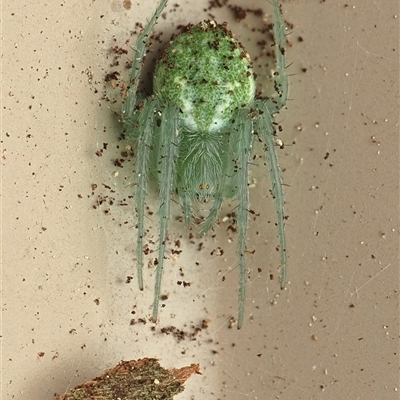 Araneus circulissparsus (species group) at Monash, ACT - 7 Nov 2025 by debhart