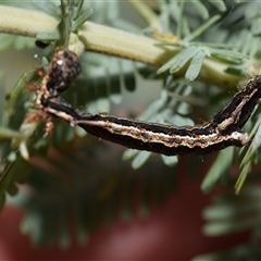 Ennominae (subfamily) at Jerrabomberra, NSW - 7 Nov 2025 by DianneClarke