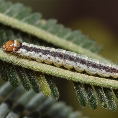 Lepidoptera unclassified IMMATURE at Jerrabomberra, NSW - 7 Nov 2025 by DianneClarke