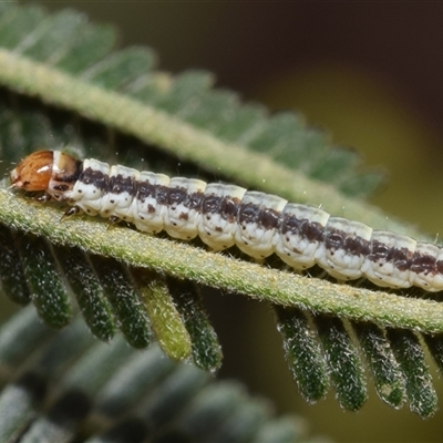Lepidoptera unclassified IMMATURE at Jerrabomberra, NSW - 7 Nov 2025 by DianneClarke