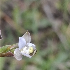 Thelymitra brevifolia (Short-leaf Sun Orchid) at Throsby, ACT - 7 Nov 2025 by mlech