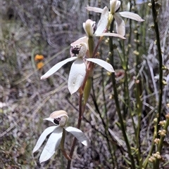 Caladenia cucullata (Lemon Caps) at Throsby, ACT - 7 Nov 2025 by mlech