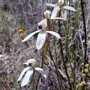 Caladenia cucullata (Lemon Caps) at Throsby, ACT - Today by mlech