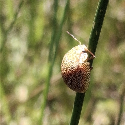 Paropsis atomaria (Eucalyptus leaf beetle) at Throsby, ACT - 7 Nov 2025 by mlech