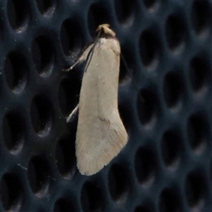 Unverified Moth (Lepidoptera) at Turner, ACT - 3 Nov 2025 by ConBoekel